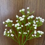 Gypsophyle
