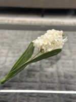 White Hyacinth Stem